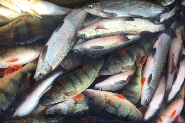 Speisefische im Süsswasser wie Flussbarsch, Maräne, Zander und Hecht gehören ebenso zu unserem Aufgabenbereich wie Wolfsbarsche in Marikultur. Einige Fischereibetriebe in Brandenburg gehören zu unseren Kunden.
